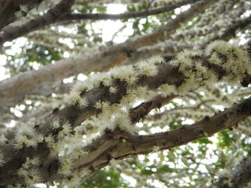 木の幹を覆うジャブチカーバの花