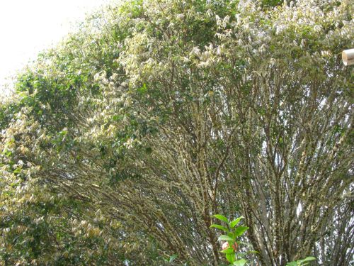 8メートルほどの木の幹の上の方を覆いつくすようにジャブチカーバの花が満開です