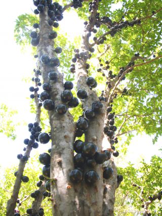 おいしいジャブチカーバの果実