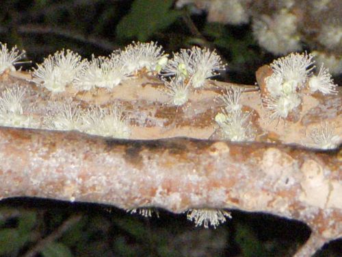 ジャブチカーバの花