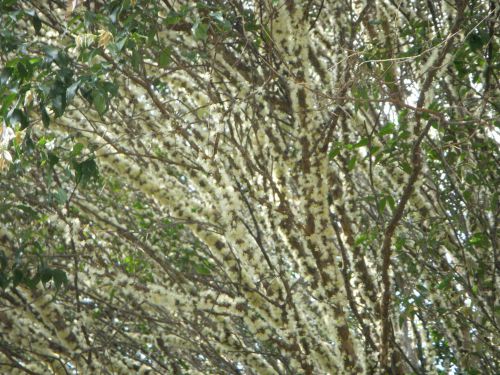 幹を覆うジャブチカーバの花
