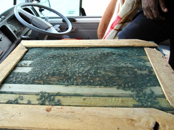 隣の席はなんとミツバチでした・・・