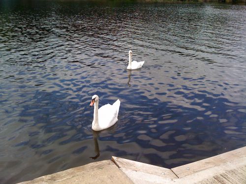 イギリスでは比較的どこでも見られる白鳥