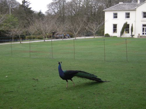 中世時代には白鳥だけでなく孔雀も貴族の食卓に上ったそうです