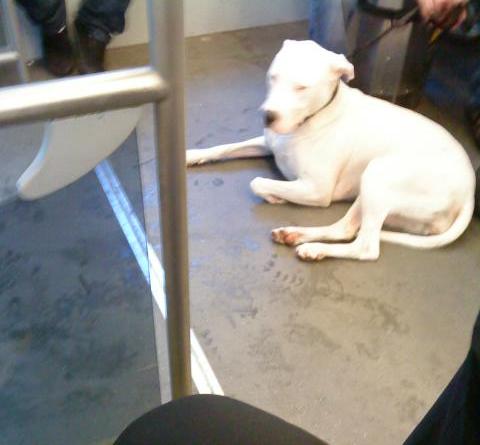 電車に乗っている犬　以前は盲導犬以外の犬は有料で子供運賃と同じ金額が必要でしたが（夜間料金などは不要）、昨年より一人につき2頭まで無料で連れて乗れるようになりました