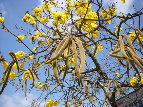 黄色いいメーの花が散った後に実る果実