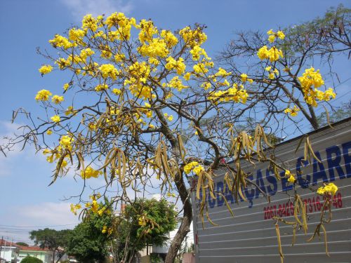 やがて木の全体に大きなサヤインゲンのような形をした果実がぶら下がります
