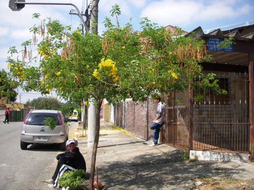 花が咲いた後きにサヤインゲンのようなマメがぶら下がっている街路樹
