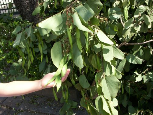 マメが実った後に伐採された木の枝の一部