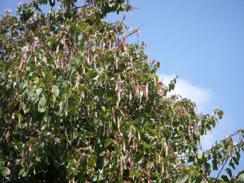 ８メートルくらいの大きな木にたくさんのマメが実っている街路樹をよく見かけます