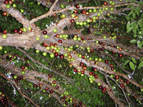 木の枝にびっしり吸い付くように実るジャブチカーバ