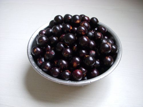 つやつやピカピカの収穫したてのジャブチカーバ