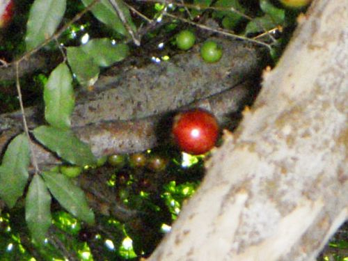 花が咲いてから3週間ほどで果実は熟します