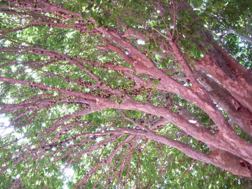 8メートルくらいの高さの高い木のジャブチカーバの収穫にはハシゴが必須です