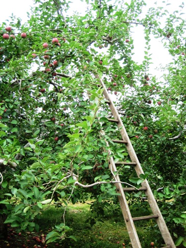 リンゴの木にかけられた梯子
