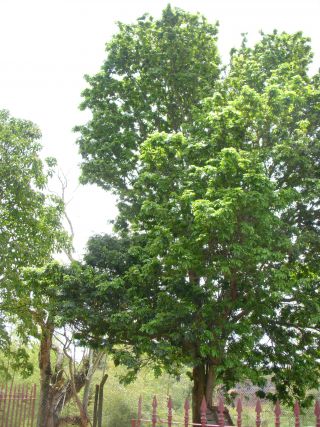 苗木を植えて５０年を経たパウ=ブラジル（高さ約10ｍ)