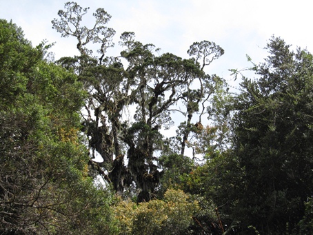 クスクスの巣がある大きな木