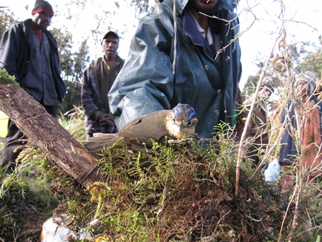 別な小鳥も捕えられていました