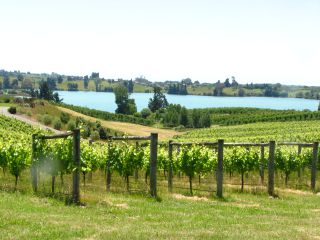 1995年にりんご農園だったところを全て葡萄に植え替えてできた葡萄畑