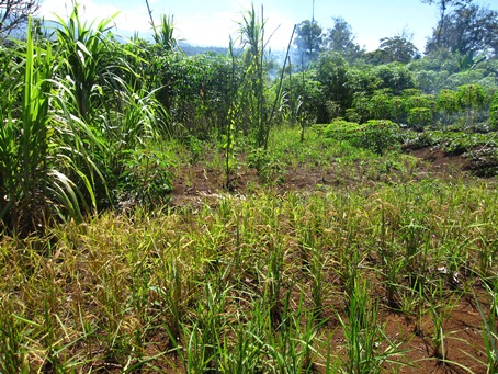 畑に植えられた稲