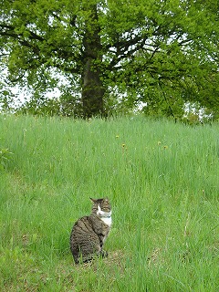 草原の中でたそがれるネコ…。とても人懐こいネコも多く、知らない人が通りかかるとすぐに寄ってきたりします