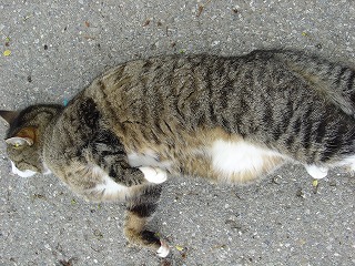 「遊んで〜、なでて〜」と甘えっ子モードに