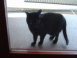 辛抱強く住人の誰かが、正面の玄関のドアを開けてくれるのをひたすら待つ黒猫