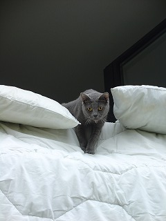 近所のマンションを通りかかると上から目線が。ふと見上げると好奇心旺盛なネコにじい〜っと見つめられていました（笑）