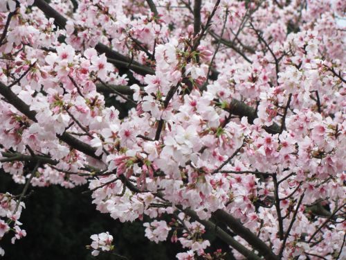 桜の花が満開でした