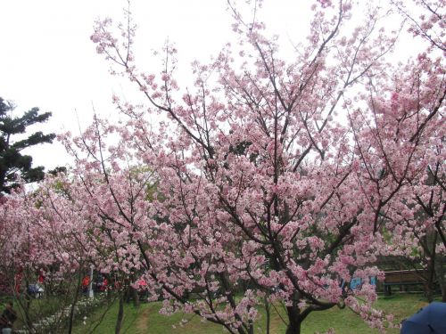 台湾の桜は如何でしょうか