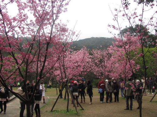 台湾の人たちも桜を堪能します