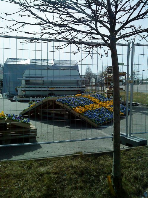 スウェーデンの国旗（薄青に黄色の十字架）をあしらって並べられた花