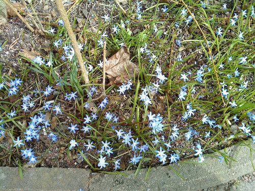 家の近くにも青くて可愛い花が咲き誇っています。このような多年草は眺めた感じで野生のものと区別がつかないだけあり、花が咲くと「今年も春が来た！」という気分を強く感じされられます