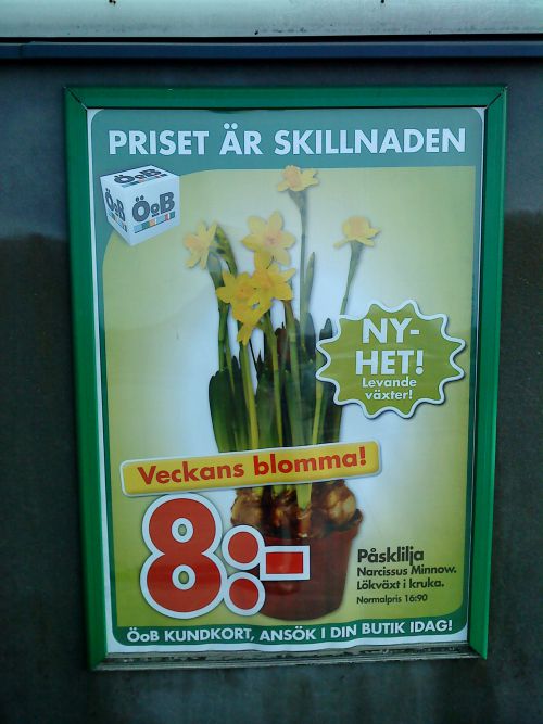 ポスク（イースター）に飾られる花は黄色が主流　ポスクに備えるための花も各店舗で販売されています