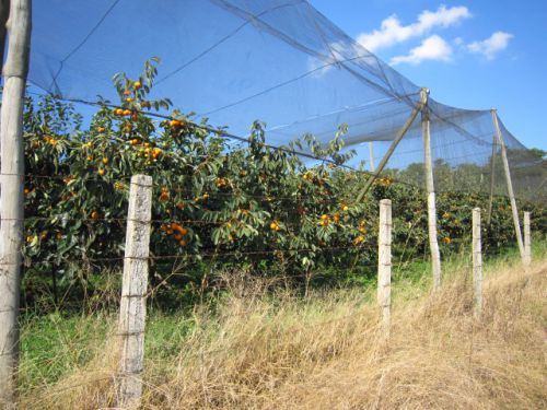 3月下旬から4月中旬にかけて収穫期を迎えたモジダスクルーゼス市にある日系農家の柿畑