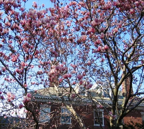 桜の少し前に咲くマグノリア（木蓮の花）