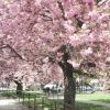 花がいっぺんに咲き乱れる、ボストンの短い春