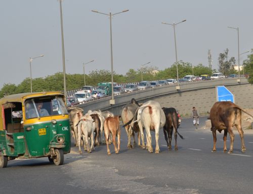牛の集団も何のその！走る、リキシャー！