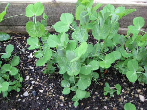 いつになったら暖かくなる？　家庭菜園の苗たちも太陽の光を待ち浴びています