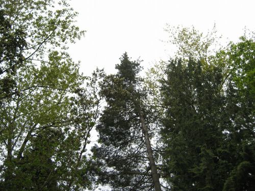 素晴らしい晴天の後の曇天は特にがっくり来ます