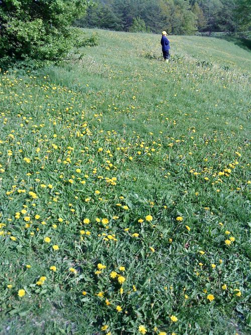 美しいタンポポ草原　この中を元気に駆け回る子ども達が微笑ましいものです