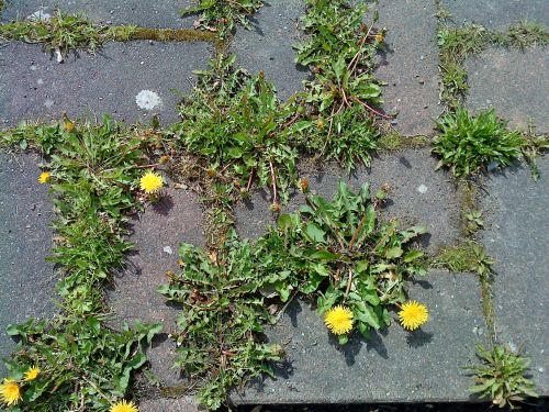 アスファルトの間からも顔を出し咲いているタンポポ　「タンポポっ子」の所以です