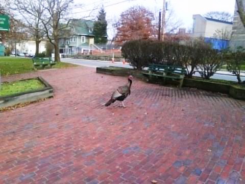 街を徘徊する野生の七面鳥