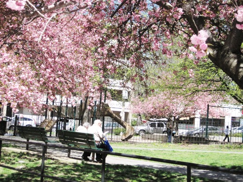 桜の木の下でくつろぐ老夫婦