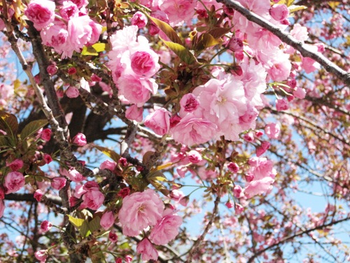 筆者宅の前にある八重桜並木も開花