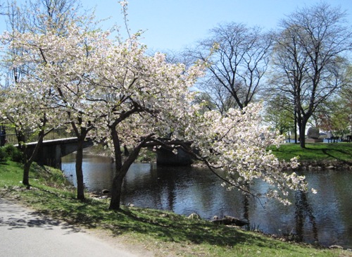 チャールズ川沿いの白い桜