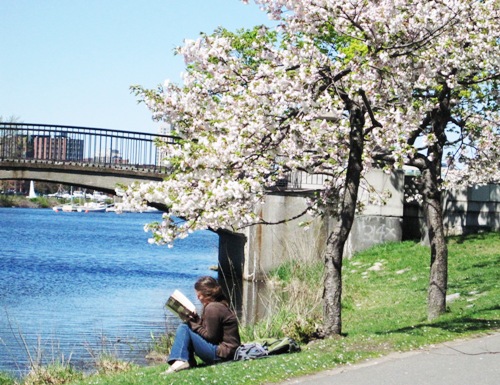 桜の木の下で読書をする女性