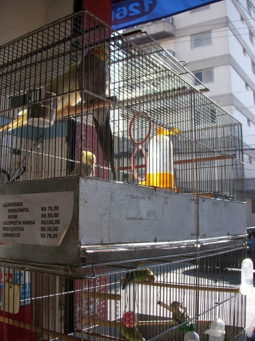 ペットショップで販売されているオカメインコなど
