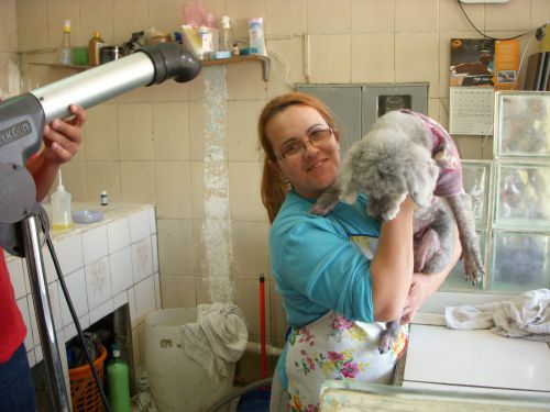 ペットのカットと入浴のみを専門に営業しているお店で働く女性