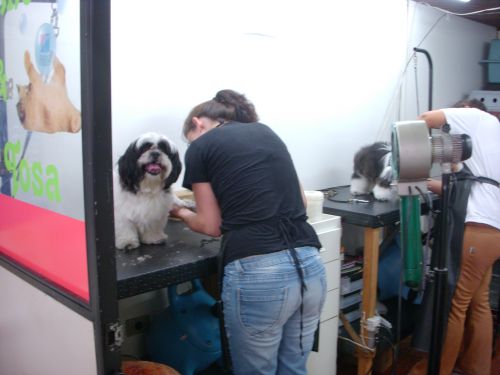 依頼を受けたペットがカットされている